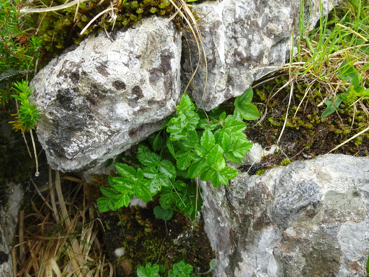 Pimpinella siifolia (Apiaceae)